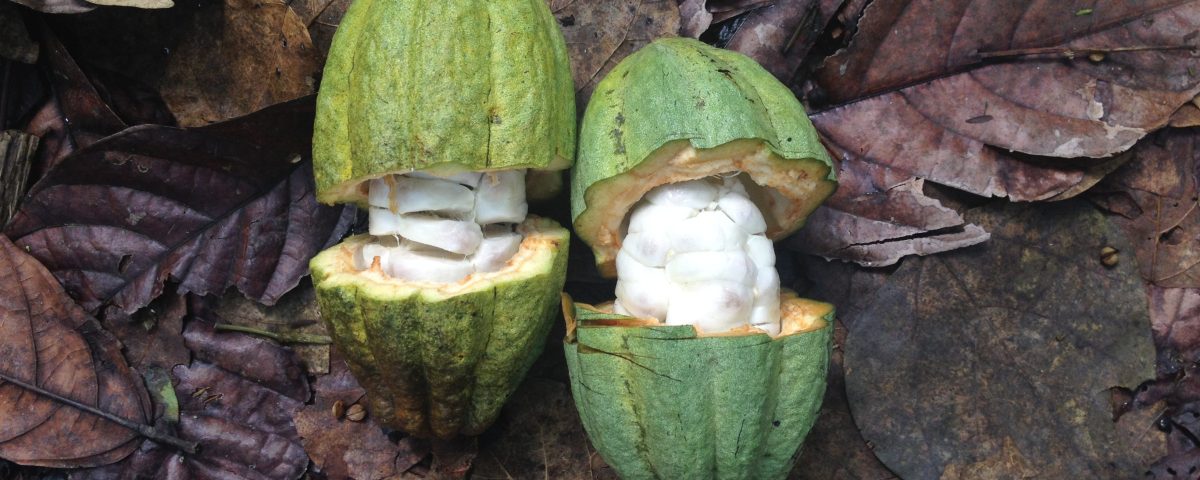 Criollo Cacao Pods