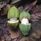 Criollo Cacao Pods